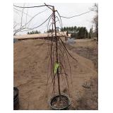 Ruby Tears Crabapple Malus 