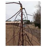 Ruby Tears Crabapple Malus 