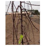 Ruby Tears Crabapple Malus 