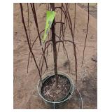 Ruby Tears Crabapple Malus 