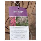 Ruby Tears Crabapple Malus 