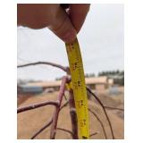 Ruby Tears Crabapple Malus 