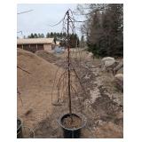 Ruby Tears Crabapple Tree