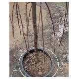 Ruby Tears Crabapple Tree