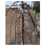 Ruby Tears Crabapple Tree