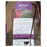 Ruby Tears Crabapple Tree