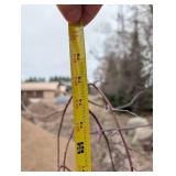 Ruby Tears Crabapple Tree