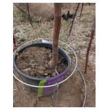 Ruby Tears Crabapple Tree