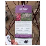 Ruby Tears Crabapple Tree