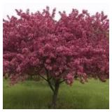 Ruby Tears Crabapple Tree