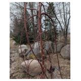 Ruby Tears Crabapple Tree