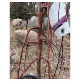 Ruby Tears Crabapple Tree