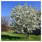 Red Jewel Crabapple Tree
