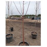 Red Jewel Crabapple Tree