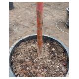 Red Jewel Crabapple Tree