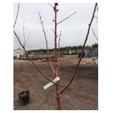 Red Jewel Crabapple Tree