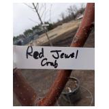 Red Jewel Crabapple Tree