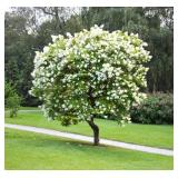 Japanese tree lilac /Syringa reticulata - about 8 ft Tall