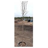 Japanese tree lilac /Syringa reticulata - about 8 ft Tall