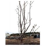 Japanese tree lilac /Syringa reticulata - about 8 ft Tall
