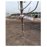 Japanese tree lilac /Syringa reticulata - about 8 ft Tall