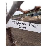 Japanese tree lilac /Syringa reticulata - about 8 ft Tall