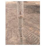 Japanese tree lilac /Syringa reticulata - about 8 ft Tall