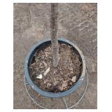 Japanese tree lilac /Syringa reticulata - about 8 ft Tall