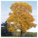 Silver Maple Sapling