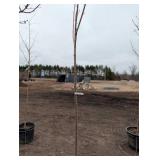 Silver Maple Sapling