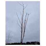 Silver Maple Sapling