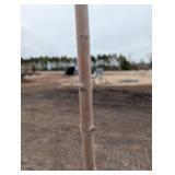 Silver Maple Sapling