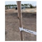 Silver Maple Sapling