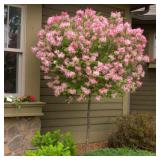 Tinkerbell Lilac Tree - 6 ft Tall Potted Syringa Cultivar