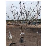 Tinkerbell Lilac Tree - 6 ft Tall Potted Syringa Cultivar
