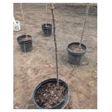 Tinkerbell Lilac Tree - 6 ft Tall Potted Syringa Cultivar