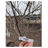 Tinkerbell Lilac Tree - 6 ft Tall Potted Syringa Cultivar