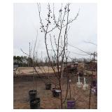 Malus Red Barron Crab-pink Crabapple Tree