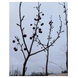 Malus Red Barron Crab-pink Crabapple Tree