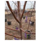 Malus Red Barron Crab-pink Crabapple Tree