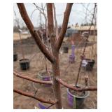 Malus Red Barron Crab-pink Crabapple Tree