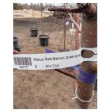 Malus Red Barron Crab-pink Crabapple Tree