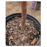 Malus Red Barron Crab-pink Crabapple Tree