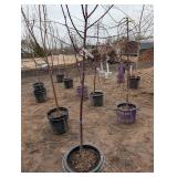 Royal Raindrop Crabapple Tree