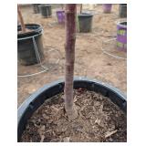 Royal Raindrop Crabapple Tree