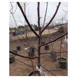 Royal Raindrop Crabapple Tree