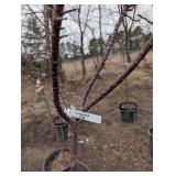 Coral Burst Crabapple Tree