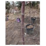 Coral Burst Crabapple Tree