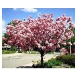 Coral Burst Crabapple Tree
