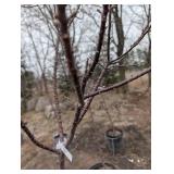 Coral Burst Crabapple Tree